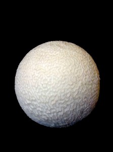 珊瑚球化石 | JCR Collections