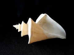 旋梯螺  (Thatcheria  mirabilis)