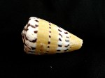 鼬鼠芋螺 (Conus mustelinus)