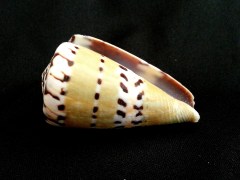 鼬鼠芋螺 (Conus mustelinus)