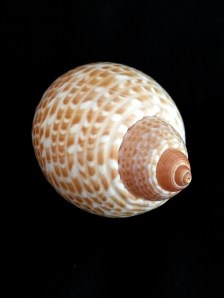 鶉螺  (Tonna perdix)