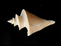 旋梯螺  (Thatcheria  mirabilis)