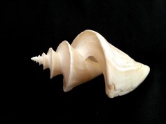 旋梯螺  (Thatcheria  mirabilis)