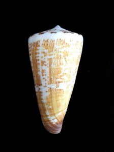 刺繡芋螺 (Conus thalassiarchus)