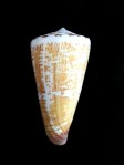 刺繡芋螺 (Conus thalassiarchus)