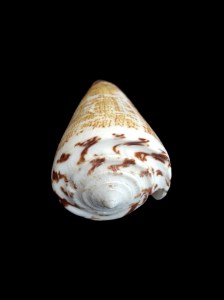 刺繡芋螺 (Conus thalassiarchus)