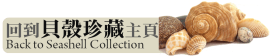 Seashell Main Page