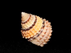 金塔玉黍螺  Tectarius coronatus
