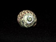 交織鐘螺 Monodonta turbinata