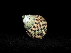 交織鐘螺 Monodonta turbinata