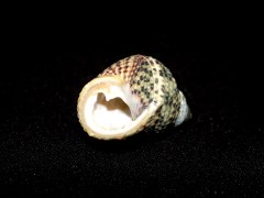 交織鐘螺 Monodonta turbinata