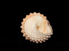 金塔玉黍螺  Tectarius coronatus