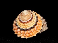 金塔玉黍螺  Tectarius coronatus