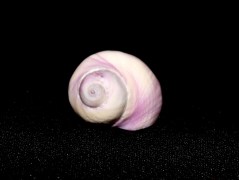 紫口珊瑚螺 Coralliophila neritoidea