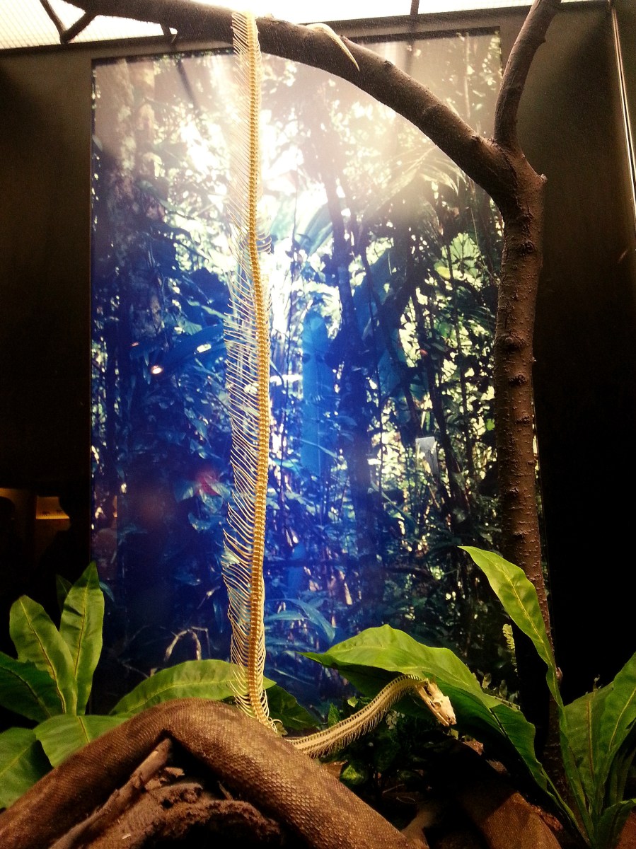 恐龍廳-蟒蛇 (Python)