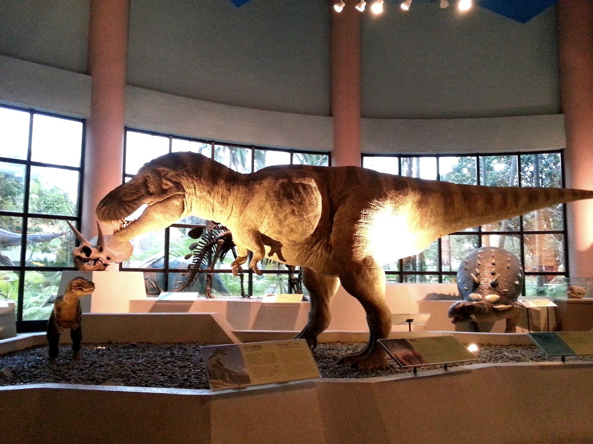 恐龍廳 - 暴龍 (Tyrannosaurus)