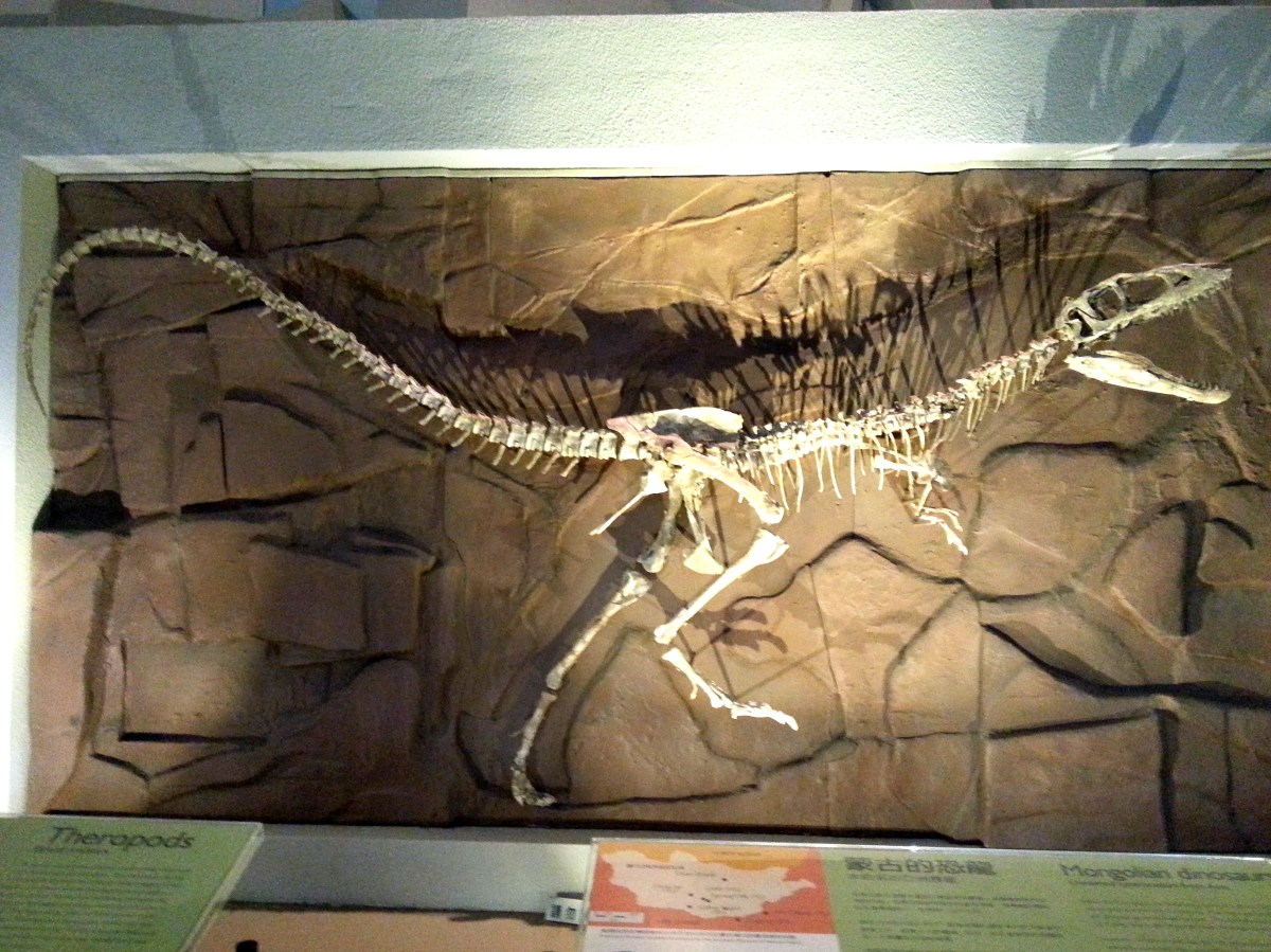 恐龍廳 - 獸腳亞目 (Theropod)