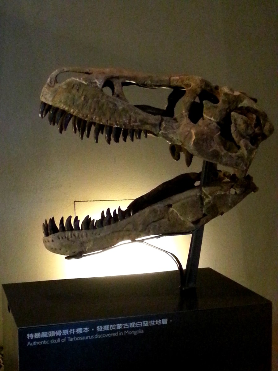 恐龍廳－特暴龍頭骨原件標本