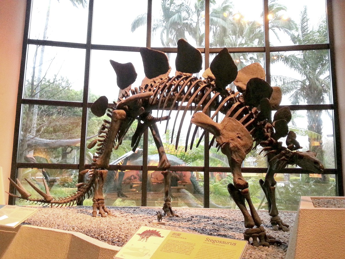 恐龍廳 - 劍龍 (Stegosaurus)