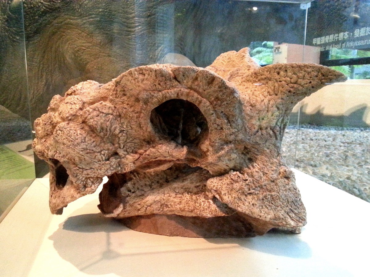 恐龍廳-真板頭龍頭骨