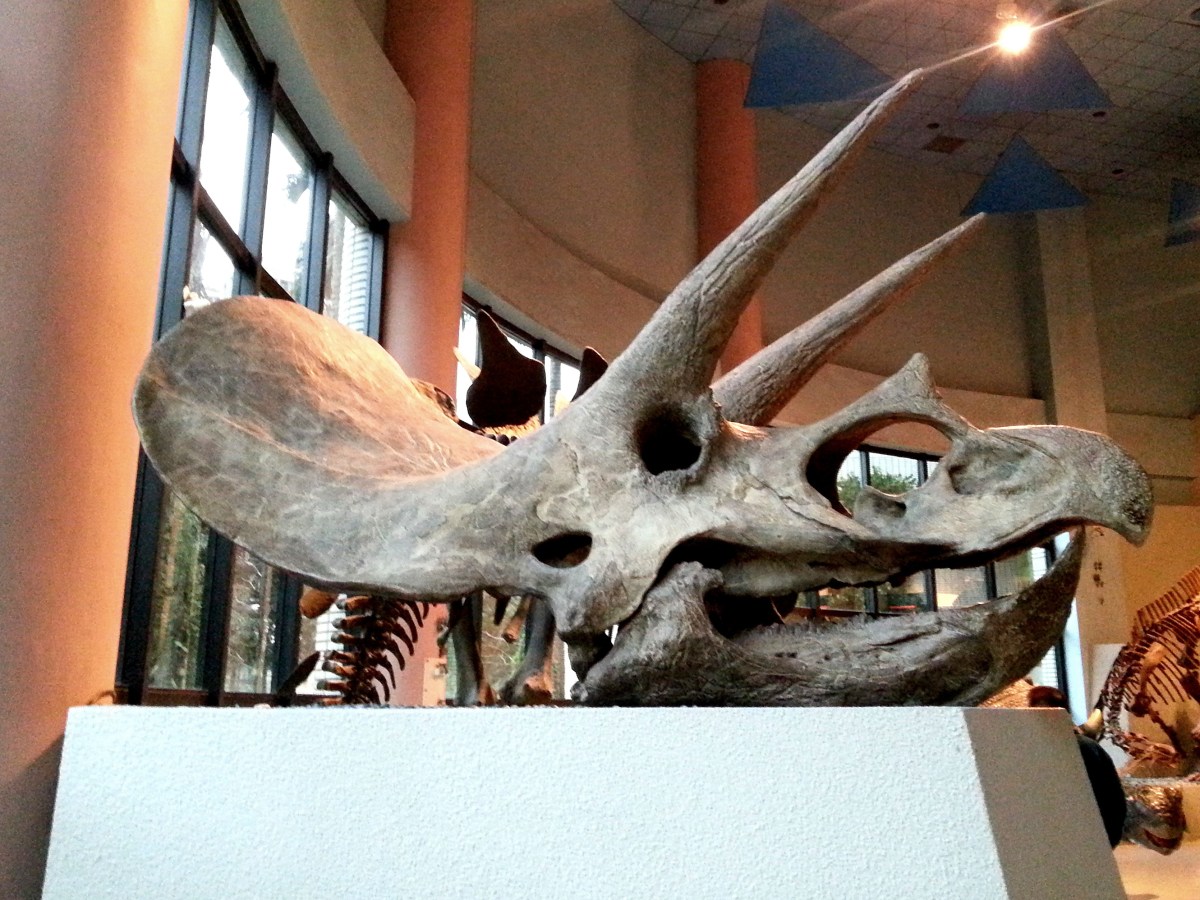 恐龍廳-三角龍頭骨 (Triceratops)