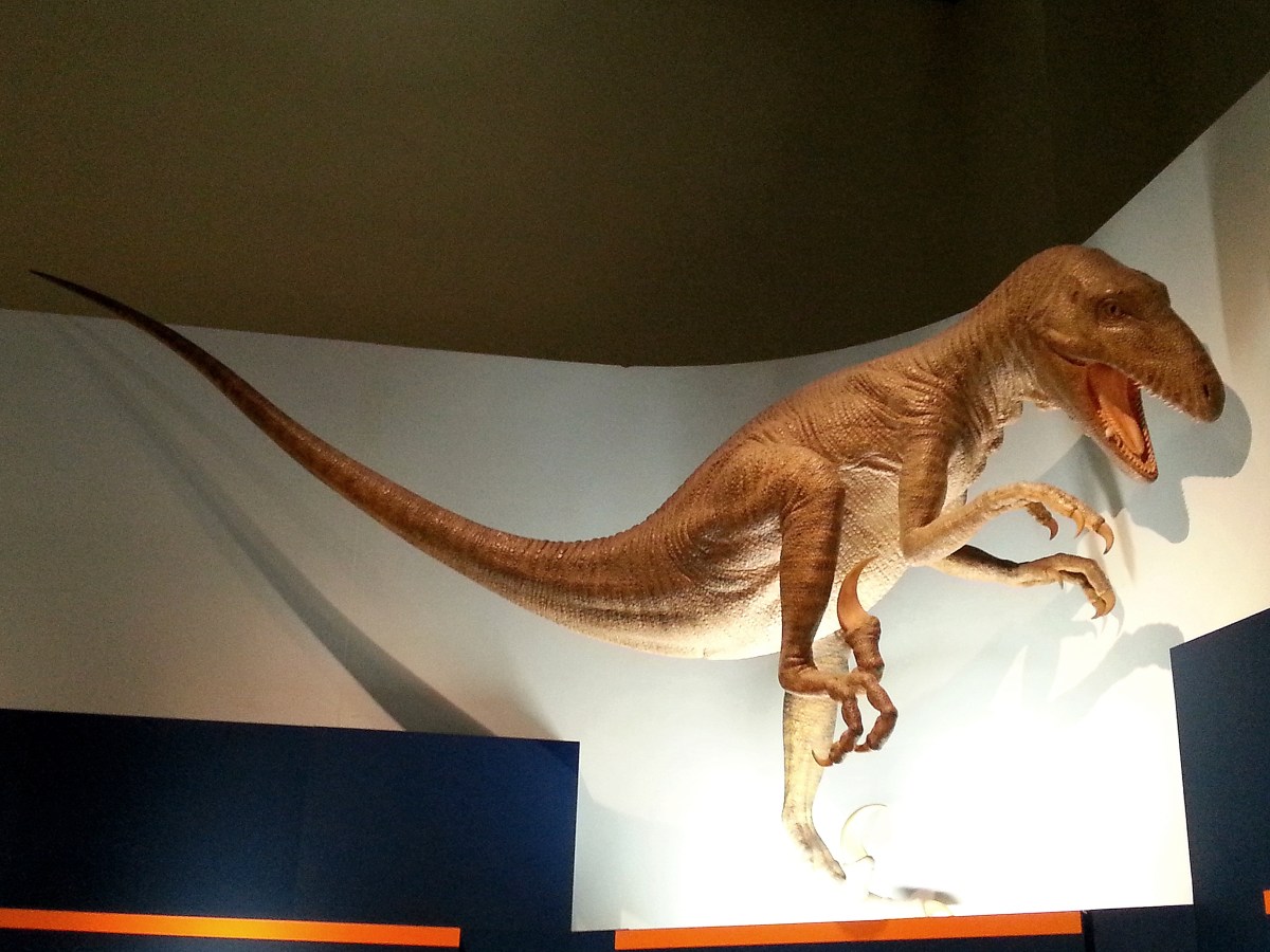 恐龍廳-恐爪龍 (Deinonychus)