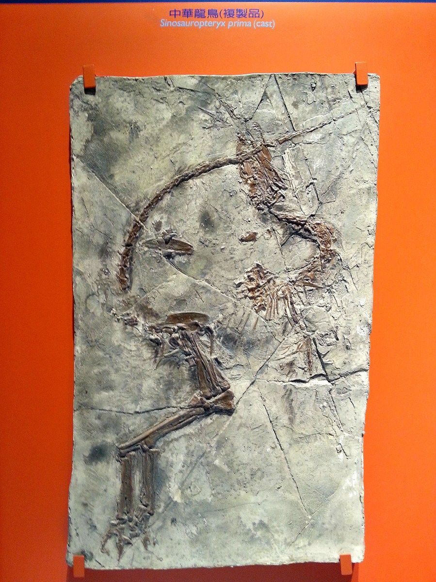恐龍廳-中華龍鳥 (Sinosauropteryx prima)