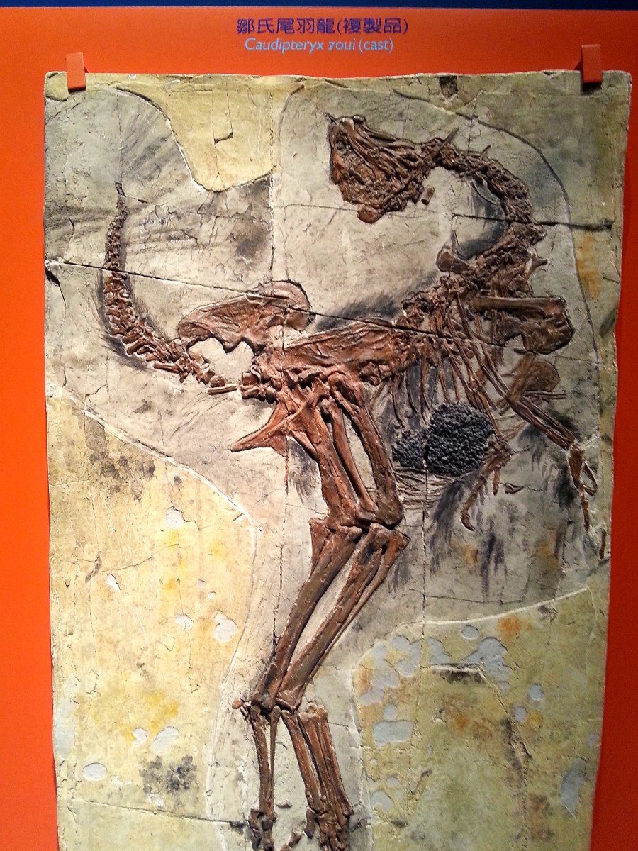 恐龍廳-鄒氏尾羽龍 (Caudipteryx zoui)