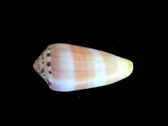 陽剛芋螺 (Conus circumcisus)