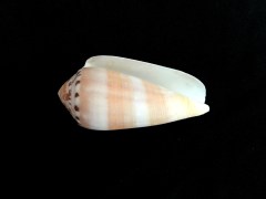 陽剛芋螺 (Conus circumcisus)