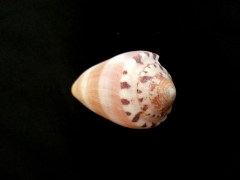 陽剛芋螺 (Conus circumcisus)