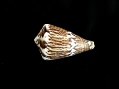 船長芋螺 (Rhizoconus capitaneus)