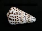 字碼芋螺 (Conus litteratus Linnaeus)