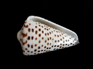 字碼芋螺 (Conus litteratus Linnaeus)