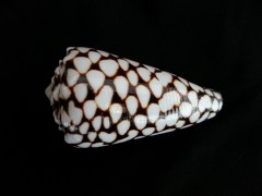 大理石芋螺 (Conus marmoreus)
