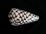 大理石芋螺 (Conus marmoreus)