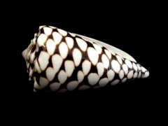 大理石芋螺 (Conus marmoreus)