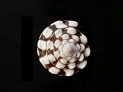 大理石芋螺 (Conus marmoreus)