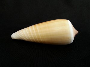 光環芋螺 (Conus radiatus)