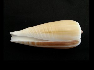 光環芋螺 (Conus radiatus)