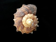 白皺岩螺 Rapana rapiformis