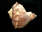 白皺岩螺 Rapana rapiformis