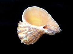 白皺岩螺 Rapana rapiformis