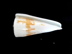 愛貓芋螺 (Conus tribblei)