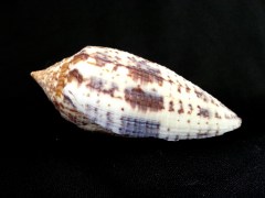 長芋螺 (Conus australis)