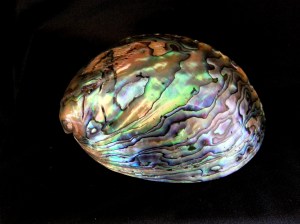 紐西蘭鮑螺 (Haliotis iris)