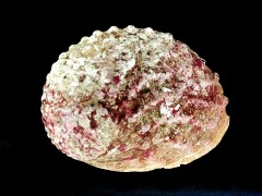 旋風黑鮑螺 (Haliotis rubra conicopora)