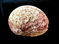 旋風黑鮑螺 (Haliotis rubra conicopora)