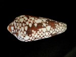 宮廷芋螺 (Conus aulicus)