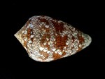 織錦芋螺 (Conus textile)